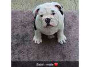 Bulldog Puppy for sale in Graham, NC, USA