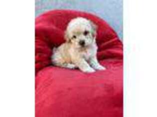 Mutt Puppy for sale in Pico Rivera, CA, USA