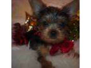 Yorkshire Terrier Puppy for sale in San Angelo, TX, USA