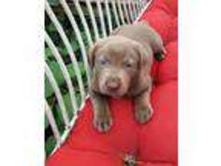 Labrador Retriever Puppy for sale in Pinehurst, TX, USA