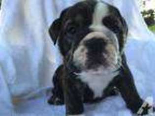 Bulldog Puppy for sale in RALEIGH, NC, USA