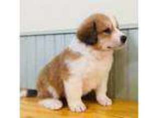 Bernese Mountain Dog Puppy for sale in Russell, NY, USA