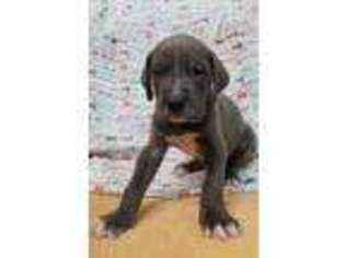 Great Dane Puppy for sale in Exeter, MO, USA