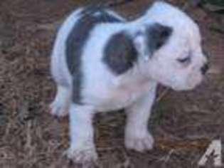 Olde English Bulldogge Puppy for sale in HUNTSVILLE, AL, USA