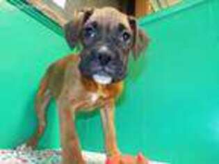 Boxer Puppy for sale in Paterson, NJ, USA