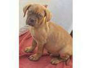 American Bull Dogue De Bordeaux Puppy for sale in San Diego, CA, USA