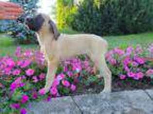 Mastiff Puppy for sale in New Holland, PA, USA