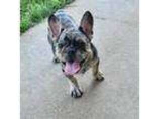 French Bulldog Puppy for sale in Elkhart, KS, USA