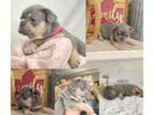 French Bulldog Puppy for sale in Sylmar, CA, USA