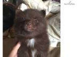 Pomeranian Puppy for sale in Wausau, WI, USA