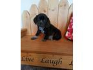 Puggle Puppy for sale in Ava, MO, USA