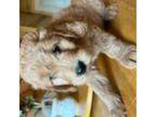 Goldendoodle Puppy for sale in Iuka, MS, USA
