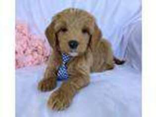 Goldendoodle Puppy for sale in Shipshewana, IN, USA