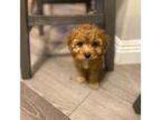 Cavapoo Puppy for sale in Las Vegas, NV, USA