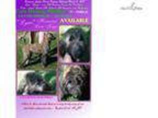 Afghan Hound Puppy for sale in Bowling Green, KY, USA