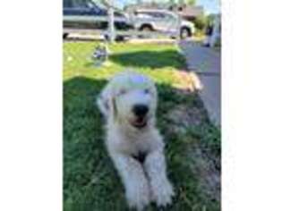 Old English Sheepdog Puppy for sale in Clearfield, UT, USA