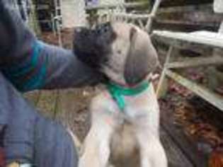 Mastiff Puppy for sale in Weaverville, NC, USA