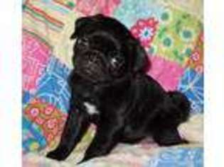 Pug Puppy for sale in Rogue River, OR, USA
