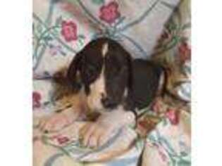 Great Dane Puppy for sale in Azalea, OR, USA