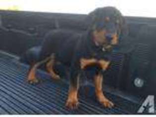 Rottweiler Puppy for sale in ORANGE GROVE, TX, USA