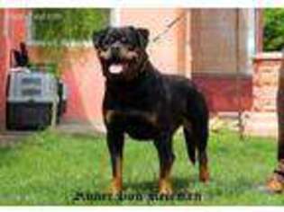 Rottweiler Puppy for sale in Holts Summit, MO, USA