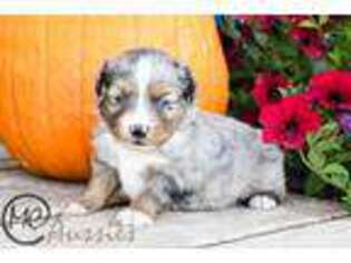 Miniature Australian Shepherd Puppy for sale in Oakley, KS, USA