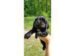 Cocker Spaniel Puppy for sale in Morrison, TN, USA