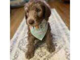 Labradoodle Puppy for sale in Youngsville, NC, USA