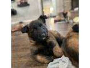 Belgian Malinois Puppy for sale in Broken Arrow, OK, USA