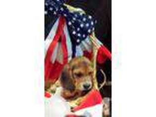 Beagle Puppy for sale in DIBOLL, TX, USA