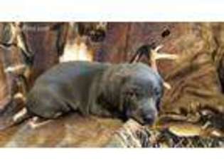 Weimaraner Puppy for sale in Ottoville, OH, USA