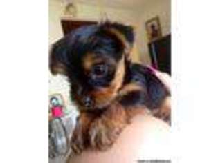 Yorkshire Terrier Puppy for sale in POMONA, CA, USA