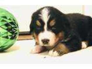 Bernese Mountain Dog Puppy for sale in Ponca City, OK, USA