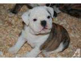 Bulldog Puppy for sale in ELLENDALE, MN, USA
