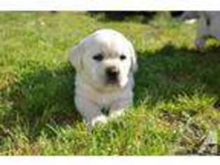 Labrador Retriever Puppy for sale in WARD, AR, USA