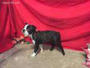 Boston Terrier Puppy for sale in Pine Grove, PA, USA