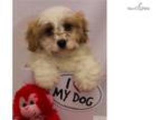 Cavachon Puppy for sale in Charleston, WV, USA