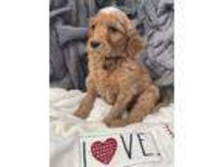 Goldendoodle Puppy for sale in Gulfport, MS, USA