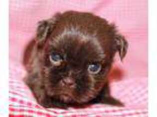 Mutt Puppy for sale in Harlan, KY, USA