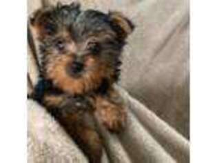 Yorkshire Terrier Puppy for sale in Hollis, NH, USA