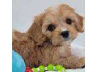 Cavapoo Puppy for sale in Humboldt, KS, USA