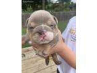 Bulldog Puppy for sale in Belton, MO, USA