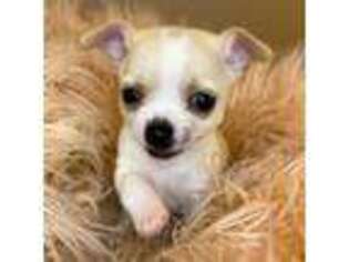 Chihuahua Puppy for sale in Suffield, CT, USA