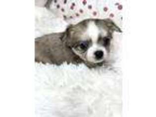 Chihuahua Puppy for sale in Charleston, WV, USA