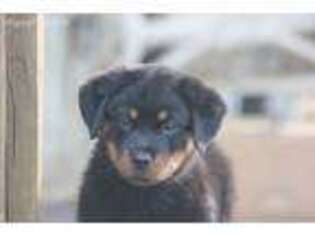 Rottweiler Puppy for sale in Rentz, GA, USA