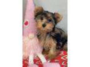 Yorkshire Terrier Puppy for sale in Lucerne Valley, CA, USA
