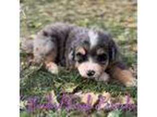 Bernese Mountain Dog Puppy for sale in Duncan, NE, USA