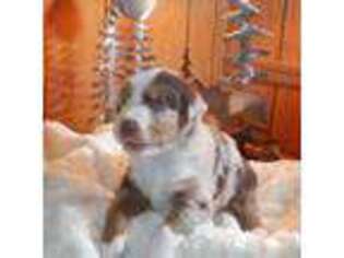 Australian Shepherd Puppy for sale in Mountain Home, ID, USA