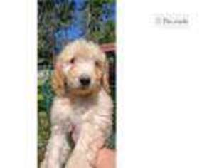 Goldendoodle Puppy for sale in Gainesville, FL, USA