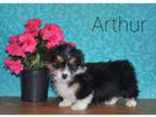 Pembroke Welsh Corgi Puppy for sale in Addison, MI, USA